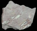 Eocrinoid (Ascocystites) Plate - Ordovician #57652-1